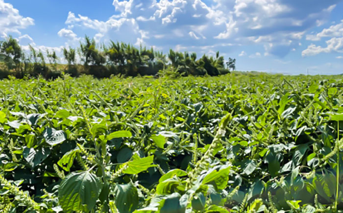きくちのえごま油 計90g(45g×2本) / 調味料 えごま えごま油 熊本県 サラダ スープ ドレッシング 納豆 卵かけごはん 冷奴 味噌汁 ヨーグルト 生 菊陽町【菊池えごま生産組合】 [BHAT001]