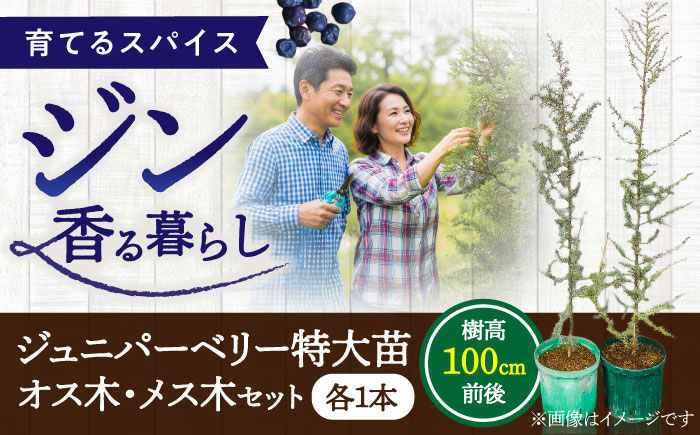 ジュニパーベリー特大苗(西洋ネズ)オス木・メス木セット Juniperus communis 樹高100cm前後 口径18cm スリット鉢植え【Herb＆Rose】 [BHCQ001]