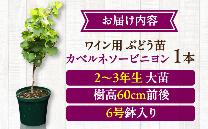 ワイン用 ブドウ苗(カベルネソービニヨン用) 6号鉢入り 2〜3年生 大苗 樹高60cm前後 / 果樹 熊本県 ぶどう ぶどう苗木 葡萄 ぶどうの木 庭木 植木 菊池郡 菊陽町【Herb＆Rose】 [BHCQ004]