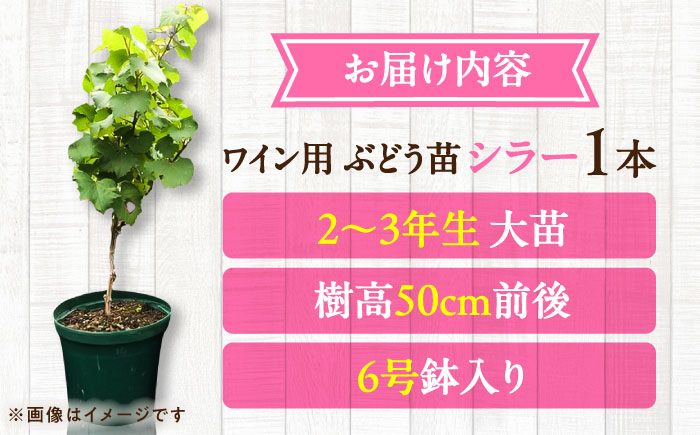 ワイン用ブドウ苗(シラー シラーズ)6号鉢入り 2〜3年生 大苗 樹高50cm前後 苗 苗木 果樹  / ぶどう ぶどう苗木 葡萄 ぶどうの木 庭木 植木 熊本県 菊陽町 【Herb＆Rose】 [BHCQ008]
