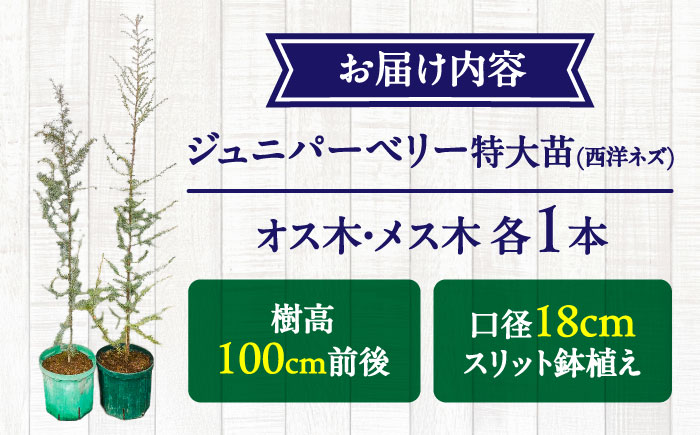 ジュニパーベリー特大苗(西洋ネズ)オス木・メス木セット Juniperus communis 樹高100cm前後 口径18cm スリット鉢植え【Herb＆Rose】 [BHCQ001]