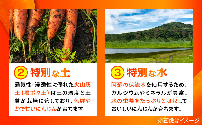 【数量限定】菊陽町の春にんじん 約10kg【有限会社さんふれあ】 [BHAK004]