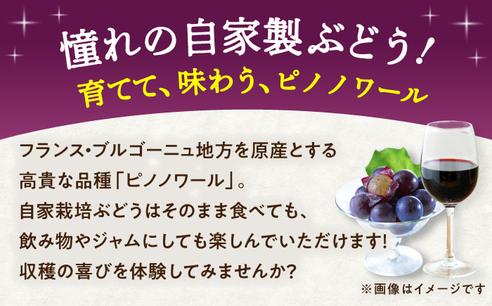 【先行予約】【2026年11月上旬より順次発送】ワイン用 ブドウ苗(ピノノワール)6号鉢入り 2〜3年生 大苗 樹高50cm前後 苗 苗木/ ぶどう ぶどう苗木 葡萄 ぶどうの木 庭木 植木 【Herb＆Rose】 [BHCQ006]
