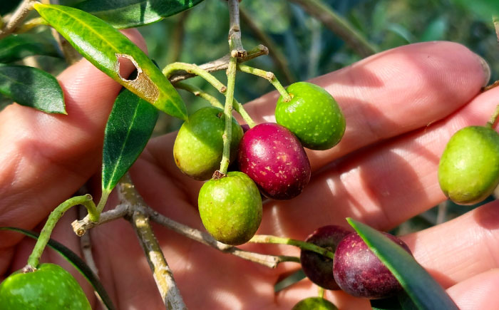 EXV オリーブオイル ピクアル種 130ml×1 / エクストラバージン オリーブ フルーティ 手摘み コールドプレス 調味料 油 熊本 菊陽町【こびらオリーブ園】 [BHBL002]