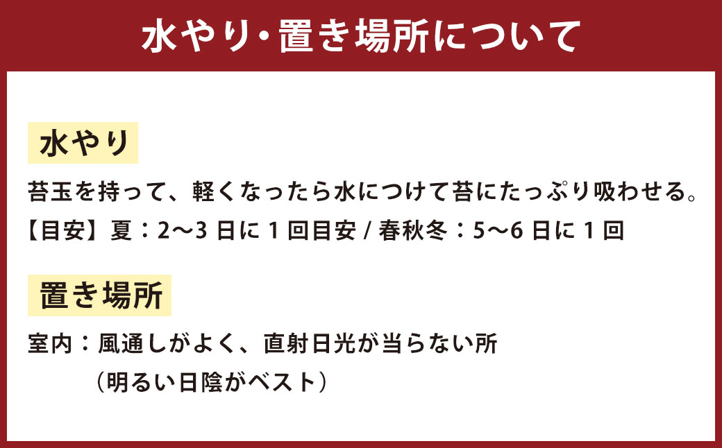 観葉植物 こけ玉 2個 セット 10cm×20cm【2024年6月下旬まで発送予定】