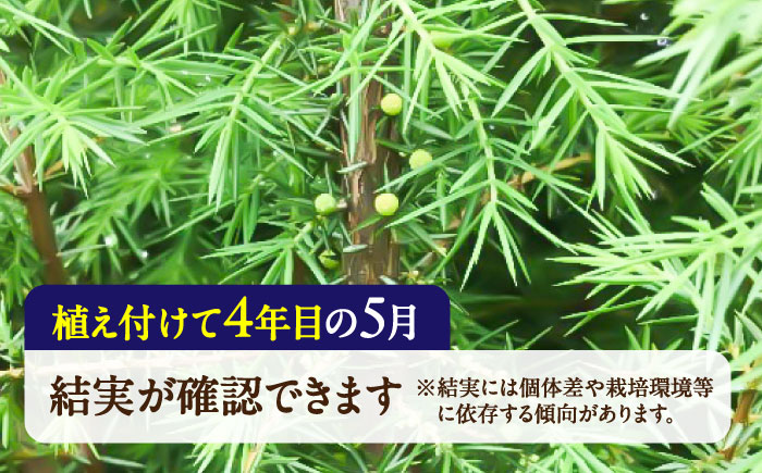 ジュニパーベリー特大苗(西洋ネズ)オス木・メス木セット Juniperus communis 樹高130cm前後 口径21cmスリット鉢植え【Herb＆Rose】 [BHCQ002]