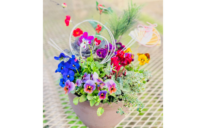 新年を華やかに彩る お正月の寄せ植え(おまかせ) / 正月飾り 花苗 鉢 ピック【GreenlifeYoshimura】 [BHBG001]