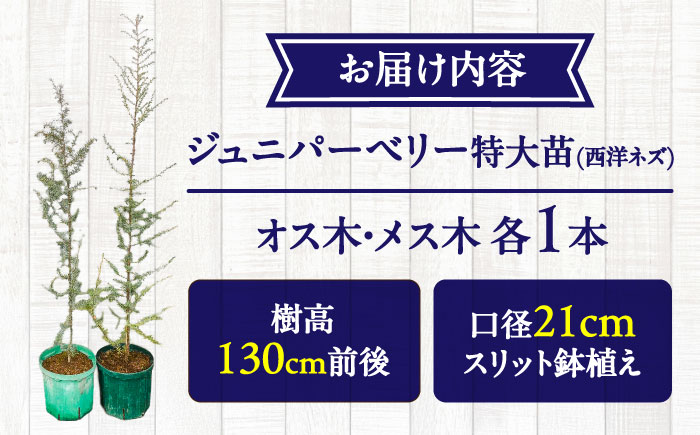 ジュニパーベリー特大苗(西洋ネズ)オス木・メス木セット Juniperus communis 樹高130cm前後 口径21cmスリット鉢植え【Herb＆Rose】 [BHCQ002]