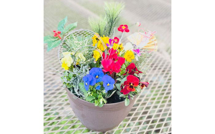 新年を華やかに彩る お正月の寄せ植え(おまかせ) / 正月飾り 花苗 鉢 ピック【GreenlifeYoshimura】 [BHBG001]