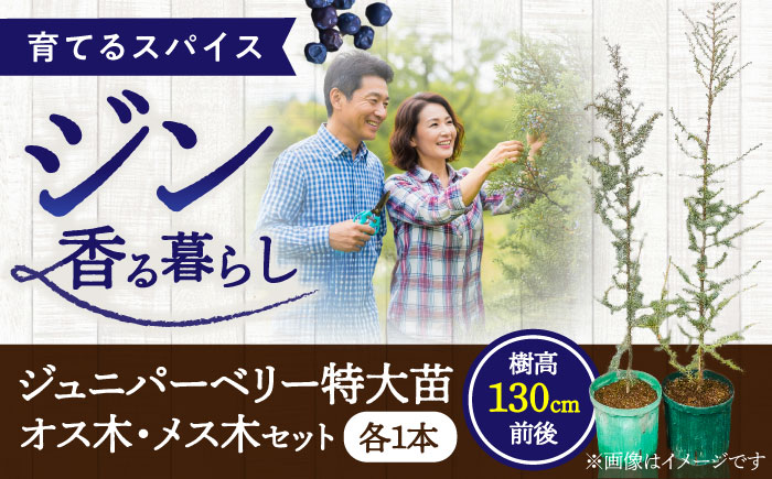 ジュニパーベリー特大苗(西洋ネズ)オス木・メス木セット Juniperus communis 樹高130cm前後 口径21cmスリット鉢植え【Herb＆Rose】 [BHCQ002]