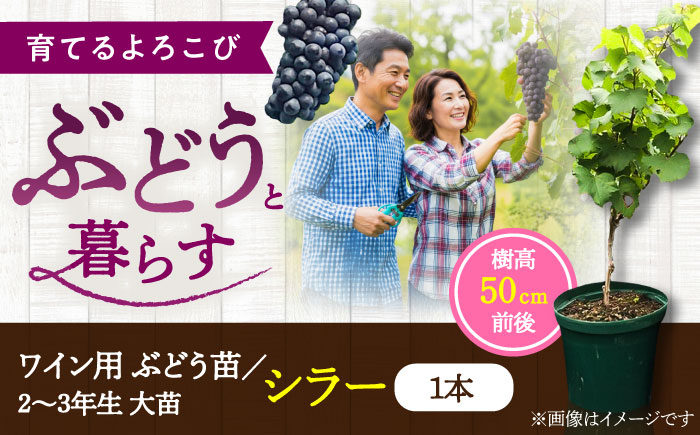 ワイン用ブドウ苗(シラー シラーズ)6号鉢入り 2〜3年生 大苗 樹高50cm前後 苗 苗木 果樹  / ぶどう ぶどう苗木 葡萄 ぶどうの木 庭木 植木 熊本県 菊陽町 【Herb＆Rose】 [BHCQ008]