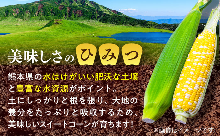 【先行予約】【2026年6月上旬より順次発送】スイートコーン(甘々娘) 約4kg（10〜11本）【なかむら農園】 [BHCJ001]