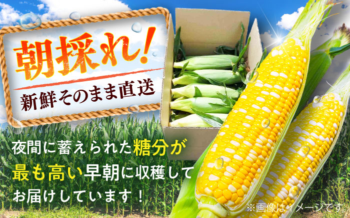 【先行予約】【2026年6月上旬より順次発送】スイートコーン(甘々娘) 約4kg（10〜11本）【なかむら農園】 [BHCJ001]