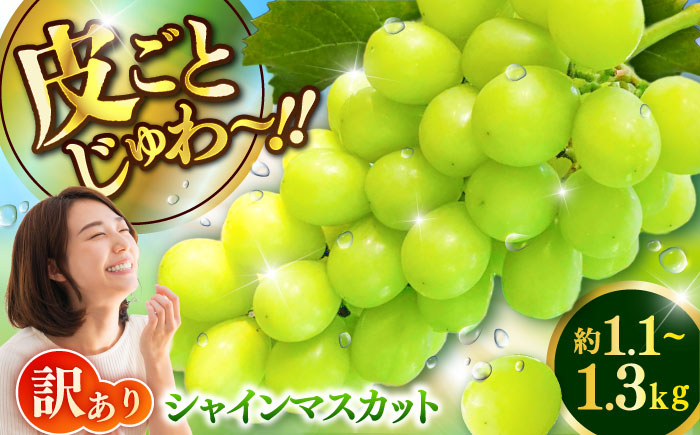 【限定数量】【2025年8月下旬発送開始】シャインマスカット(訳あり) 約1.1kgから1.3kg / しゃいんますかっと 新鮮 種なし フルーツ 果物 ギフト 熊本県 菊陽町 【りとる農房】 [BHBO005]