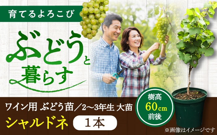 ワイン用 ブドウ苗(シャルドネ) 6号鉢入り 2〜3年生 大苗 樹高60cm前後 苗 / 苗木 果樹 ぶどう ぶどう苗木 葡萄 ぶどうの木 庭木 植木 熊本県 菊陽町【Herb＆Rose】 [BHCQ007]