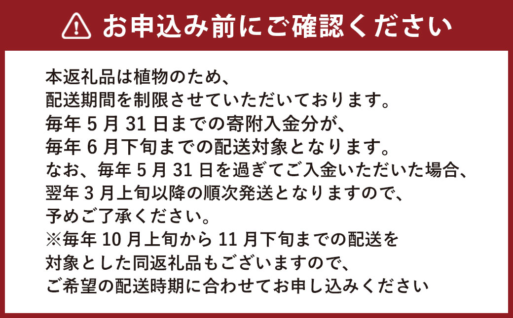 観葉植物 こけ玉 2個 セット 10cm×20cm【2024年6月下旬まで発送予定】