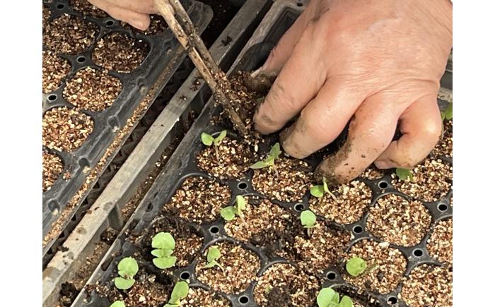 きくちのえごま油 計360g (45g×8本) / 調味料 えごま えごま油 熊本県 サラダ スープ ドレッシング 納豆 卵かけごはん 冷奴 味噌汁 ヨーグルト 生 菊陽町【菊池えごま生産組合】 [BHAT004]