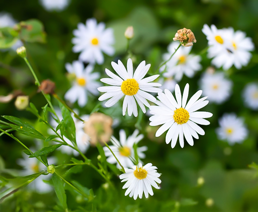 さまざまな可能性が花ひらくまちづくり
