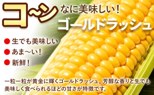 《先行受付開始》産地直送 とうもろこし 朝採れ スイートコーン ゴールドラッシュ 15本セット 特大 熊本 阿蘇 産山村トウモロコシ ギフト 今が旬 コーン 旬 お取り寄せ 人気 大人気 贈答《2026年7月中旬-8月中旬出荷》