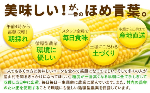 《先行受付開始》産地直送 とうもろこし 朝採れ スイートコーン ゴールドラッシュ 15本セット 特大 熊本 阿蘇 産山村トウモロコシ ギフト 今が旬 コーン 旬 お取り寄せ 人気 大人気 贈答《2026年7月中旬-8月中旬出荷》