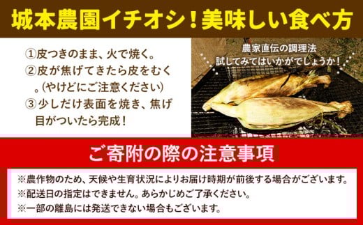 《先行受付開始》産地直送 とうもろこし 朝採れ スイートコーン ゴールドラッシュ 10本セット 特大 熊本 阿蘇 産山村トウモロコシ ギフト 今が旬 コーン 旬 お取り寄せ 人気 大人気 贈答《2026年7月中旬-8月中旬出荷》