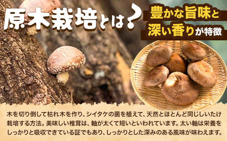 阿蘇・産山村産 原木生しいたけ 中玉800g(200g×4袋) 椎茸 しいたけ 生しいたけ しいたけのさかい《6月中旬-11月下旬頃出荷》原木生しいたけ 贈答 ギフト お中元 お歳暮 熊本 阿蘇 産山村 送料無料 