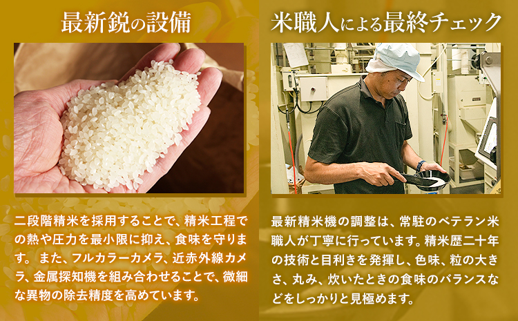 令和7年産 こしひかり 10kg 《7-14日以内に出荷予定(土日祝除く)》熊本県産 ふるさと納税 無洗米 ひの 米 こめ ふるさとのうぜい コシヒカリ コメ お米 おこめ