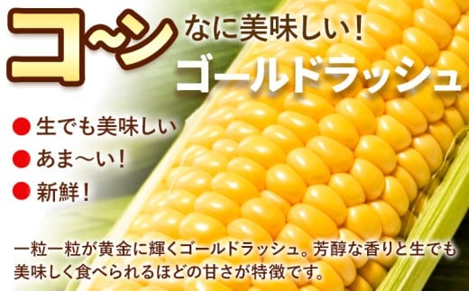 《先行受付開始》産地直送 とうもろこし 朝採れ スイートコーン ゴールドラッシュ 10本セット 特大 熊本 阿蘇 産山村トウモロコシ ギフト 今が旬 コーン 旬 お取り寄せ 人気 大人気 贈答《2026年7月中旬-8月中旬出荷》