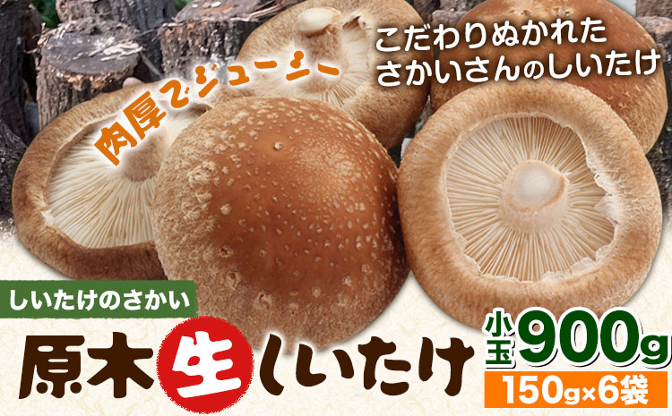 阿蘇・産山村産 原木生しいたけ 小玉900g(150g×6袋) 椎茸 しいたけ 生しいたけ しいたけのさかい《6月中旬-11月下旬頃出荷》原木生しいたけ 贈答 ギフト お中元 お歳暮 熊本 阿蘇 産山村 送料無料