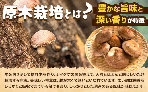 しいたけ 阿蘇 原木乾燥しいたけ 大玉 200g《30日以内に出荷予定(土日祝除く)》原木 干し 乾燥 しいたけ 原木栽培 産山村 しいたけのさかい