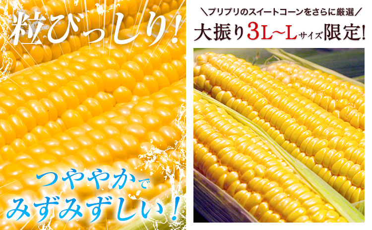 【先行予約】【着日指定不可】 すごあまこーん とうもろこし 極甘 スイートコーン ゴールドラッシュ 恵味 10本 《2026年7月中旬-8月上旬頃出荷予定》熊本県 産山村 野菜 夏野菜 コーン トウモロコシ 一番果 冷蔵