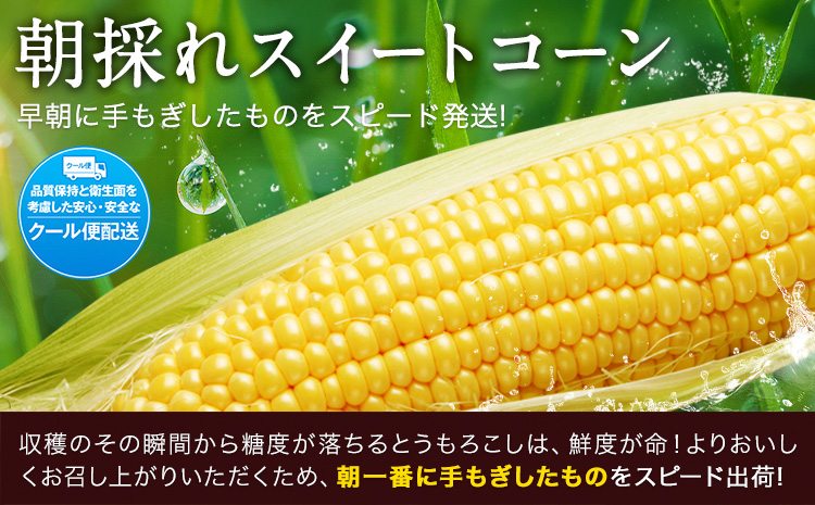 【先行予約】【着日指定不可】 すごあまこーん とうもろこし 極甘 スイートコーン ゴールドラッシュ 恵味 20本 《2026年7月中旬-8月上旬頃出荷予定》熊本県 産山村 野菜 夏野菜 コーン トウモロコシ 一番果 冷蔵