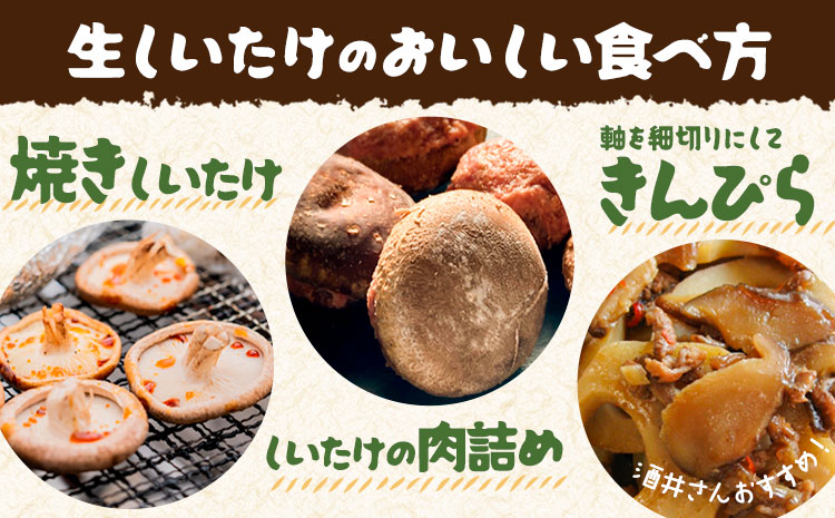 阿蘇・産山村産 原木生しいたけ 小玉900g(150g×6袋) 椎茸 しいたけ 生しいたけ しいたけのさかい《6月中旬-11月下旬頃出荷》原木生しいたけ 贈答 ギフト お中元 お歳暮 熊本 阿蘇 産山村 送料無料 