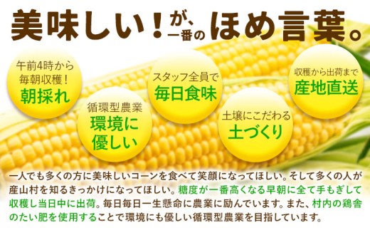 《先行受付開始》産地直送 とうもろこし 朝採れ スイートコーン ゴールドラッシュ 10本セット 特大 熊本 阿蘇 産山村トウモロコシ ギフト 今が旬 コーン 旬 お取り寄せ 人気 大人気 贈答《2026年7月中旬-8月中旬出荷》