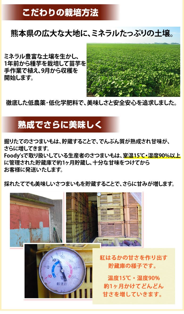 さつまいも 紅はるか 訳あり 10kg  無選別 べにはるか 熊本 サツマイモ 紅蜜芋 芋 いも