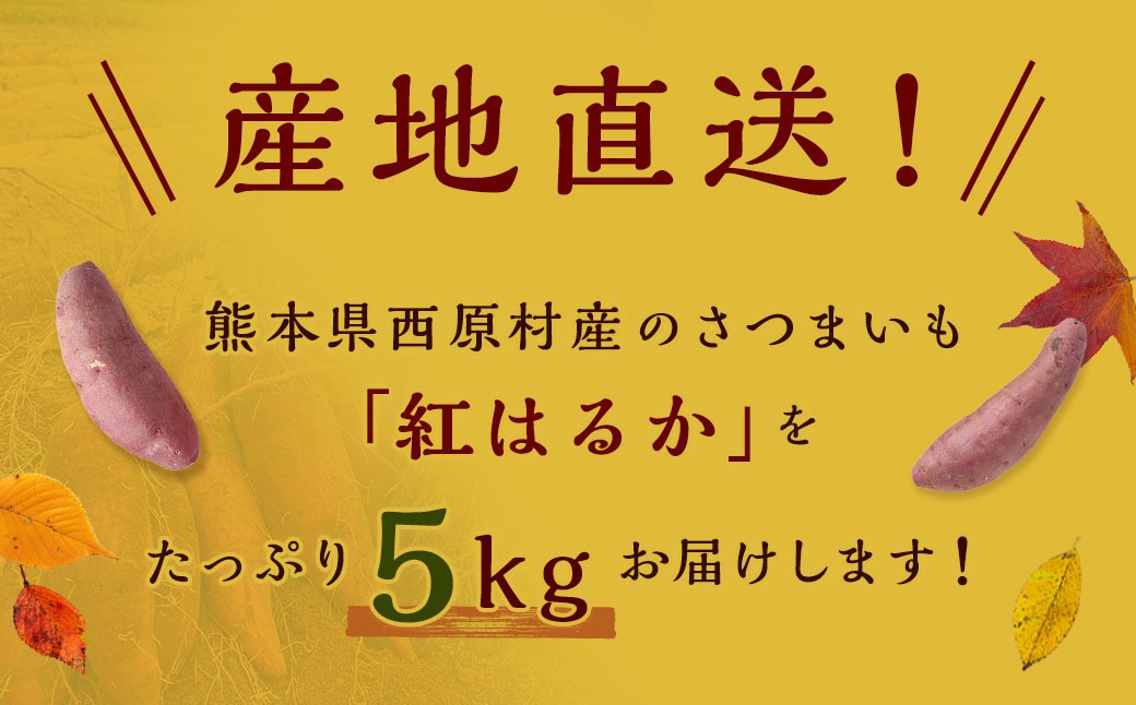 【2023年11月発送開始】熊本県西原村産 熟成蔵出し さつまいも (紅はるか) 5kg(秀品)