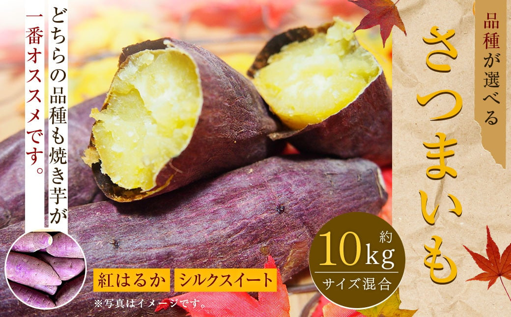 【紅はるか】約10kg 大・中・小サイズ 混合 さつまいも サツマイモ さつま 芋いも 芋 【2024年11月下旬～2025年5月上旬発送予定】