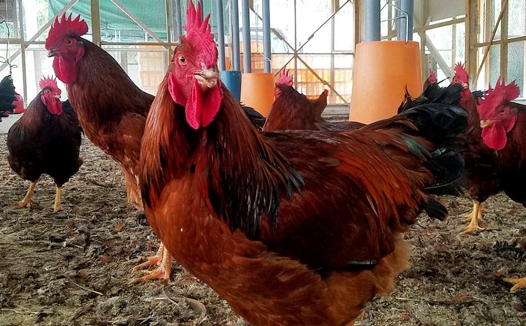 ããŸããšçŽé 倩è倧ç å°é¶éã»ããïŒ3ïœ4人åïŒé¶ é¶è å°é¶ ã€ã¿ãå£å ã€ã¿ã ã ã麺 é