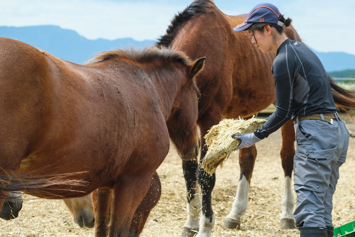 【返礼品なし】 南阿蘇で暮らす余生馬たちへ想いを届ける／日本初のアニマルサンクチュアリー＜5,000,000円＞