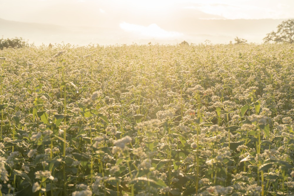 『金箔付き』自然豊かな南阿蘇の粗挽きそば8袋(16人前)／つゆ16食付き
