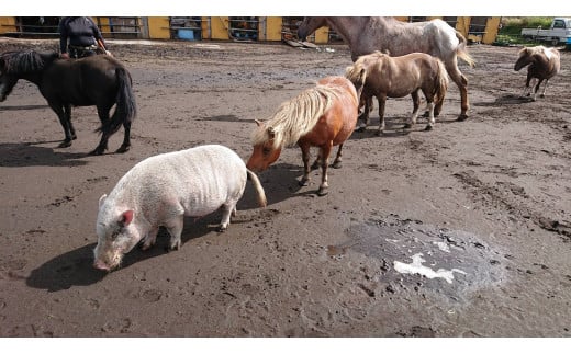 【返礼品なし】 南阿蘇で暮らす余生馬たちへ想いを届ける／日本初のアニマルサンクチュアリー＜5,000,000円＞