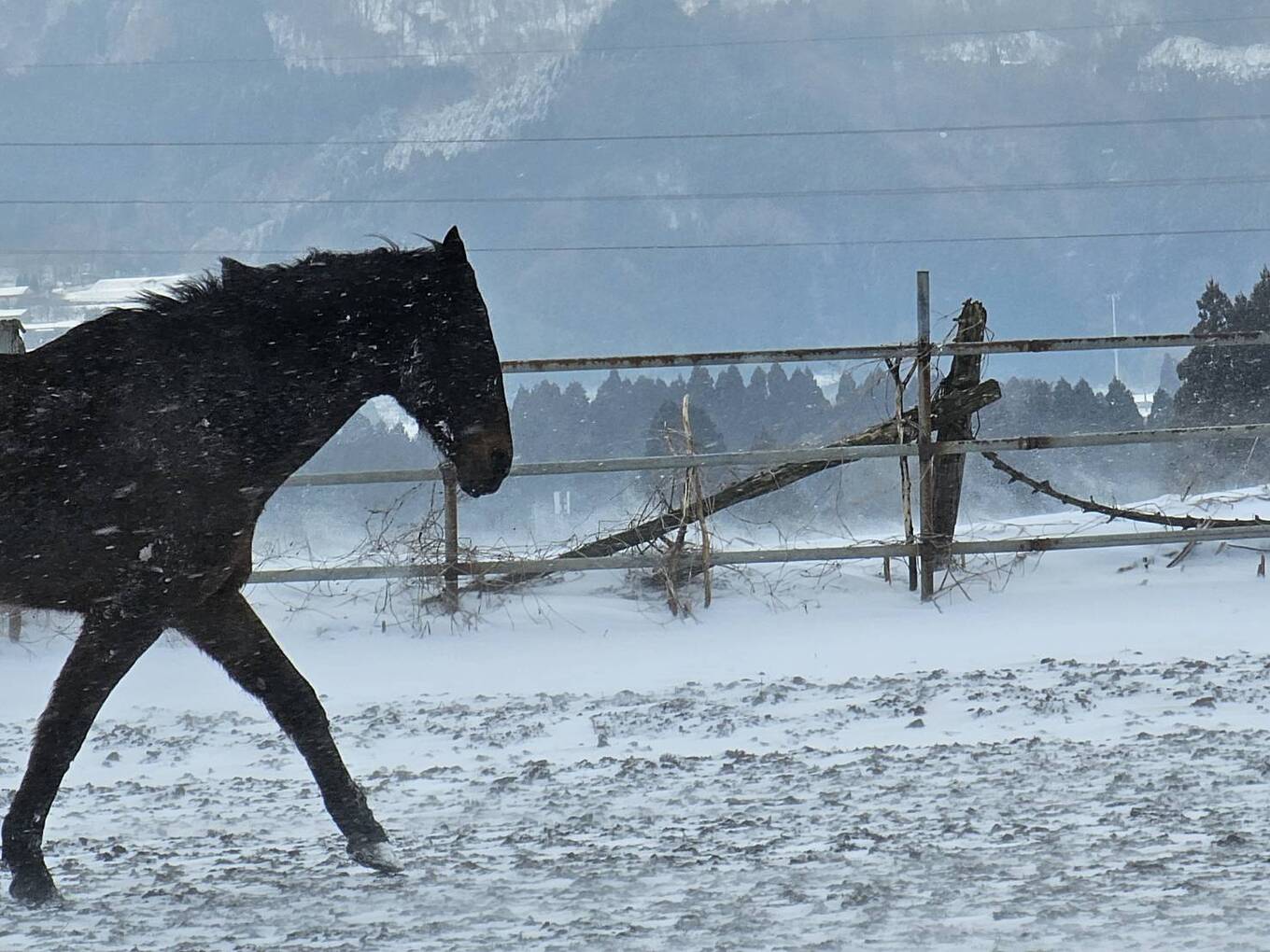 【返礼品なし】 南阿蘇で暮らす余生馬たちへ想いを届ける／日本初のアニマルサンクチュアリー＜5,000,000円＞