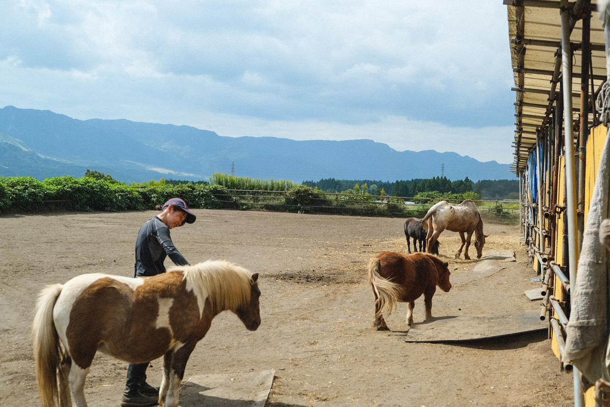 【返礼品なし】 南阿蘇で暮らす余生馬たちへ想いを届ける／日本初のアニマルサンクチュアリー＜5,000,000円＞