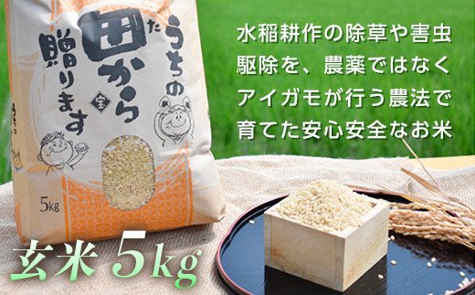 令和5年産 アイガモ農法 コシヒカリ玄米 5kg