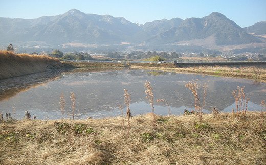 令和5年産特別栽培米 いのちの壱(白米)2kg×2