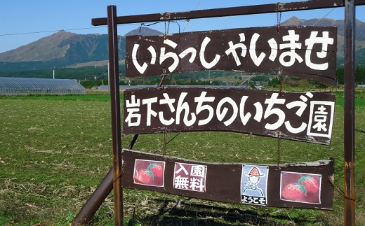 南阿蘇岩下さんちのいちご園 オリジナルミルフィーユアイス12個セット