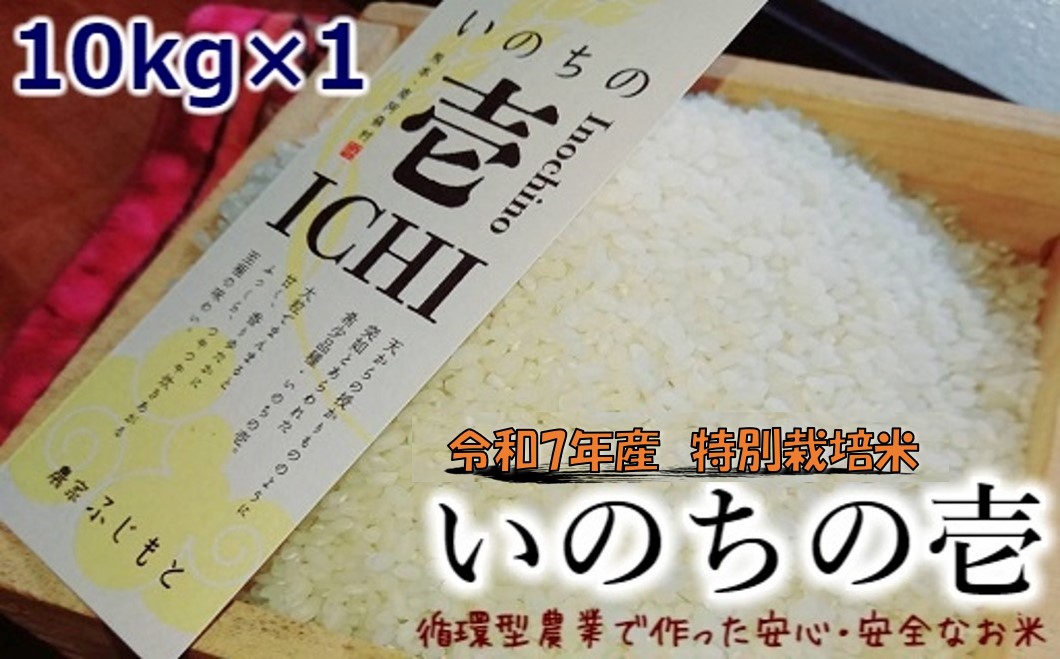 【数量限定！農家から直接お届け】令和7年産特別栽培米 いのちの壱(白米)10kg×1