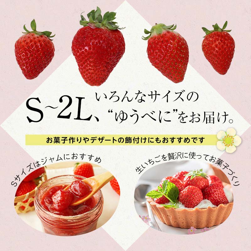 FKK19-663_ 【先行予約】【サイズ混合】嘉島町産いちご「ゆうべに」 約2kg (250g×8パック) ※2025年1月より順次発送