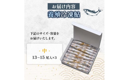 FKK19-828_養殖冷凍鮎 (中:13～15尾入×3) 3kg