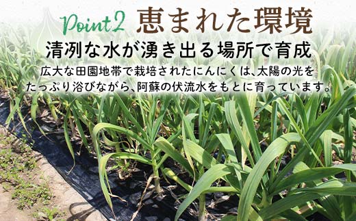 FK7-0181_【先行予約】 嘉島町産 乾燥にんにく 1kg